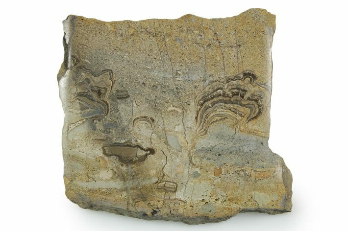 Upper Carboniferous Stromatolite Slab - Fife, Scotland #353848